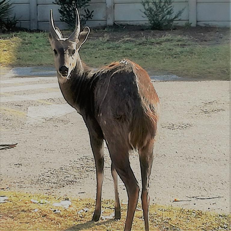 Brenton Bushbuck Lookout公寓 外观 照片